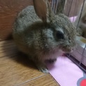 ミニウサギの子供