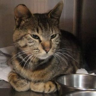 甘えん坊のキジトラ