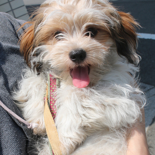 元気いっぱいシーズマルチmix♂チップ