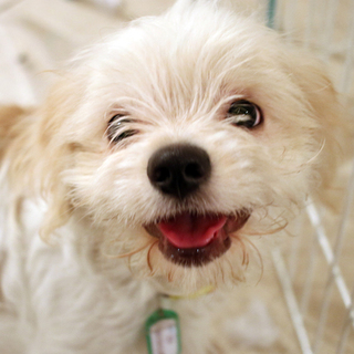 元気いっぱいシーズマルチmix♂デール