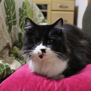 はちわれソックス風もっしゃっとした人好きにゃんこ