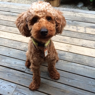 元気いっぱい！トイプードル♂推定2歳