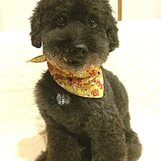 のんびり甘えん坊トイプードル♂推定7歳