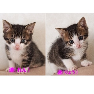 連(れん)君＆遼(りょう)君　里親さん募集中