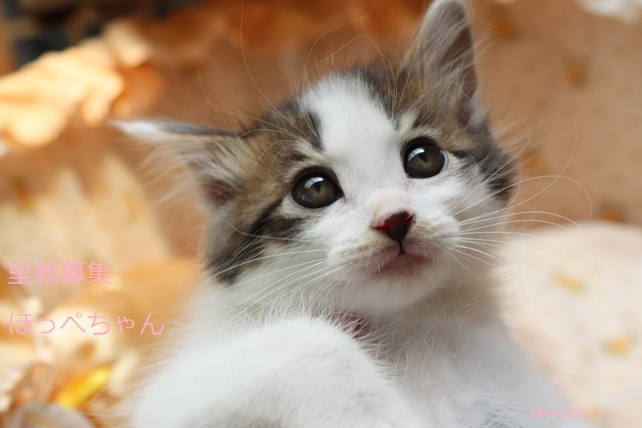 あまあま♥キジ白子猫ほっ」岡山県 - 猫の里親募集(66410