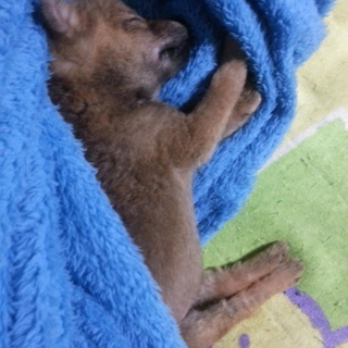 無事に決まりました！優しい里親様に巡り合えました