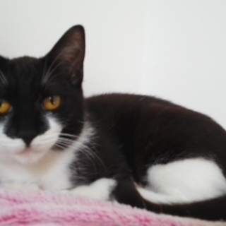 のらちゃんの産んだコ：白黒、男のコ