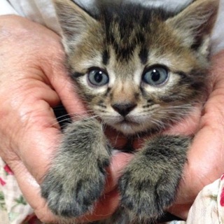 キジトラ男の子