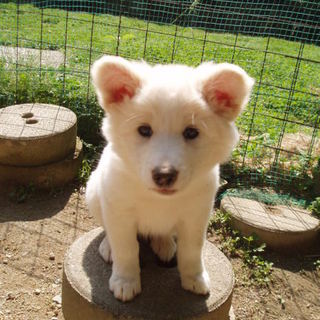 白系ふさふさ毛の男の子です