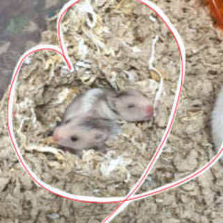 ゴールデンハムの赤ちゃんの里親さん募集です☆