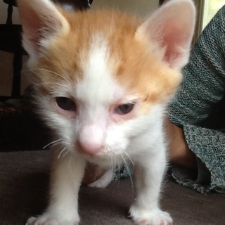 生後1ヶ月の茶トラちゃん