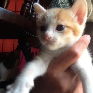 生後1ヶ月の茶トラちゃん