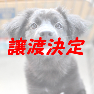 ロンロン：怖がりなふわふわ子犬