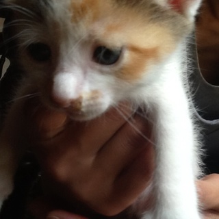 生後1ヶ月の三毛猫ちゃん