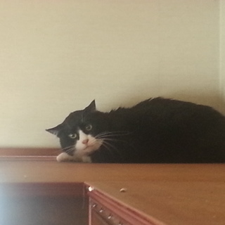 レベルマックスの猫です！そしてピンチです！