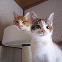 かわいい仲良し美猫オスとメス里親募集 