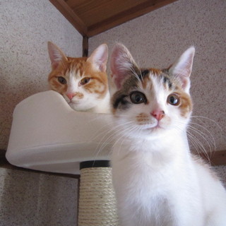 かわいい仲良し美猫オスとメス里親募集 
