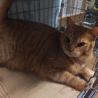 茶トラ兄妹(男の子)