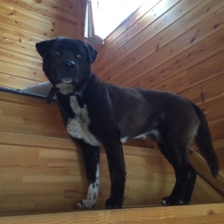 【決定】他から里親様がけってしました♪