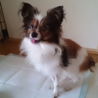 沢山のﾒｯｾｰｼﾞ有り難うございましたm(__)m