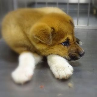 ◆耳たれ雑種の男の子　くつしたくん（仮名）◆