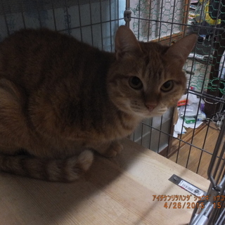 茶トラ兄妹(女の子)