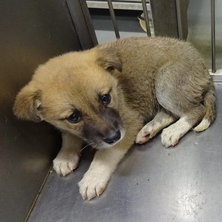 ◆倉敷ブランド鼻黒の女の子◆