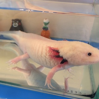 里親様決まりました。ありがとうございました