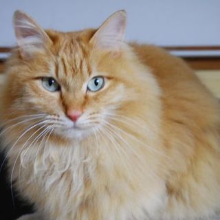 ロングヘアの茶トラで奇麗な子です。