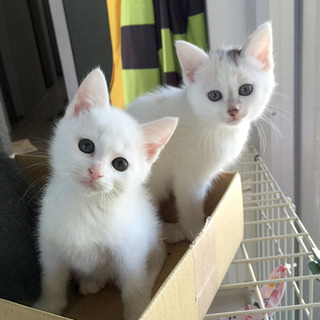 【募集一時停止】美仔猫姉妹2匹の飼い主さん募集！