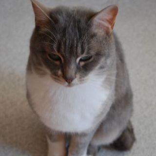 白とグレーの奇麗な子です。