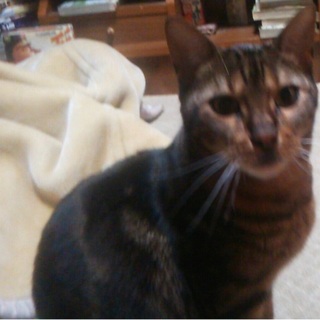 4歳オスの里親募集中です。