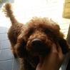 ３回 捨てられたプードル サムネイル2