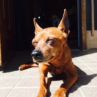 ミニピンのじっちゃま「ピート」