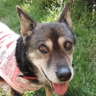 あんこ　重度の心臓病に向き合っていただける方に