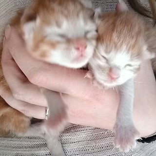 生後2週間の子猫です。