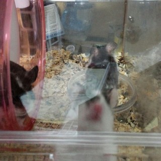 ☆カラーハムスターの生後１ヶ月の子達☆