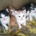 一旦募集停止です☆埼玉東松山3/24生の子猫４匹