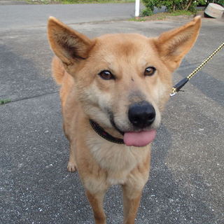 無駄吠えもない人慣れした若い女の子の家族募集！！