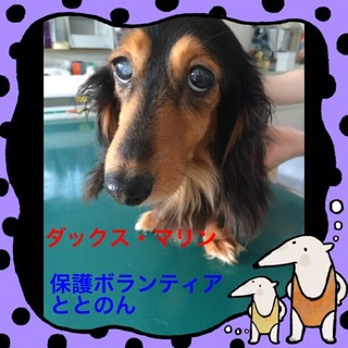 Ｍダックス・マリンちゃんは甘えん坊なお利口さん