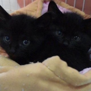 甘えん坊　黒子猫２匹一緒にもらってください