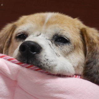 の～んびり大人女子、ビーグルのモルです。