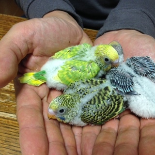 ★里親募集★セキセイインコの雛★
