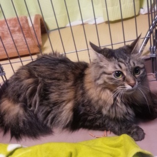 ※急募※3歳のメス猫