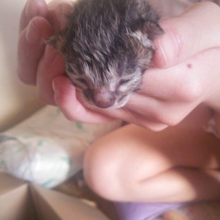 カワイイ仔猫ちゃん♡