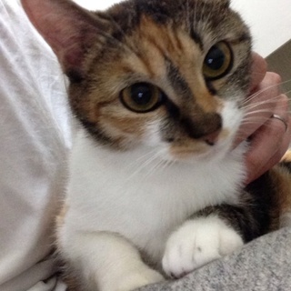 甘えたの2匹の仲良し猫ちゃん♫