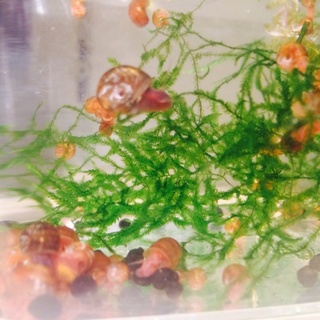 レッドラムズホーン