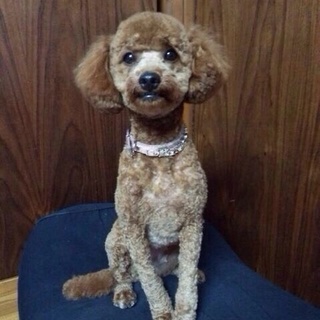 トイプードル1歳6ヶ月女の子