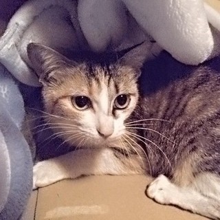 健康チェック、避妊済み＊10ヶ月＊優しい女の子