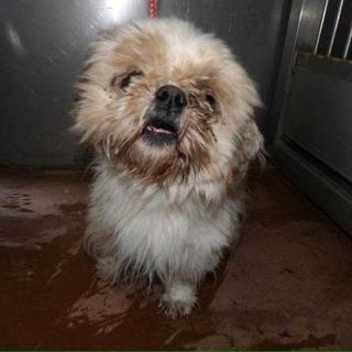 ２匹譲渡。お問い合わせ有り難うございました